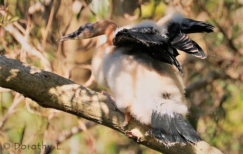 Australasian Darter (Anhinga novaehollandiae)