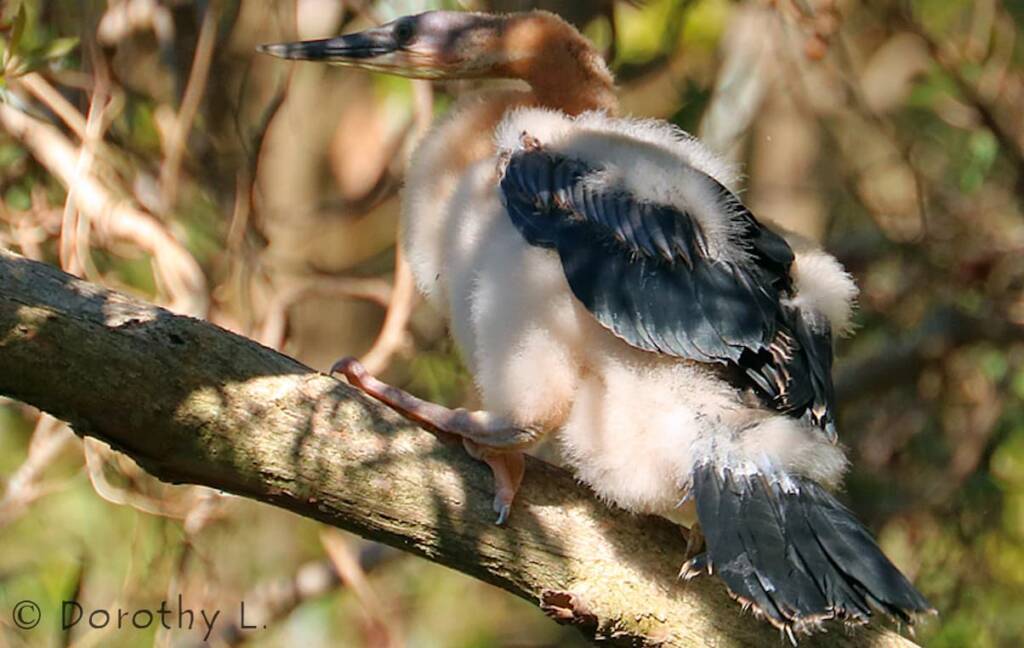 Australasian Darter (Anhinga novaehollandiae)