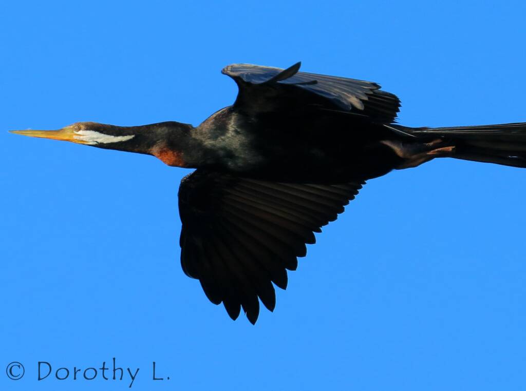 Australasian Darter (Anhinga novaehollandiae)