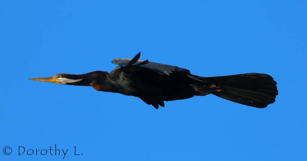 Australasian Darter (Anhinga novaehollandiae)