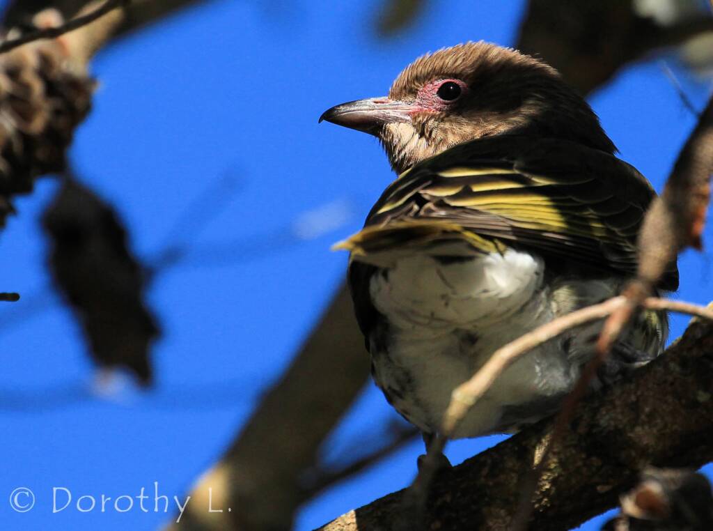 Australasian Figbird (Sphecotheres vieilloti)
