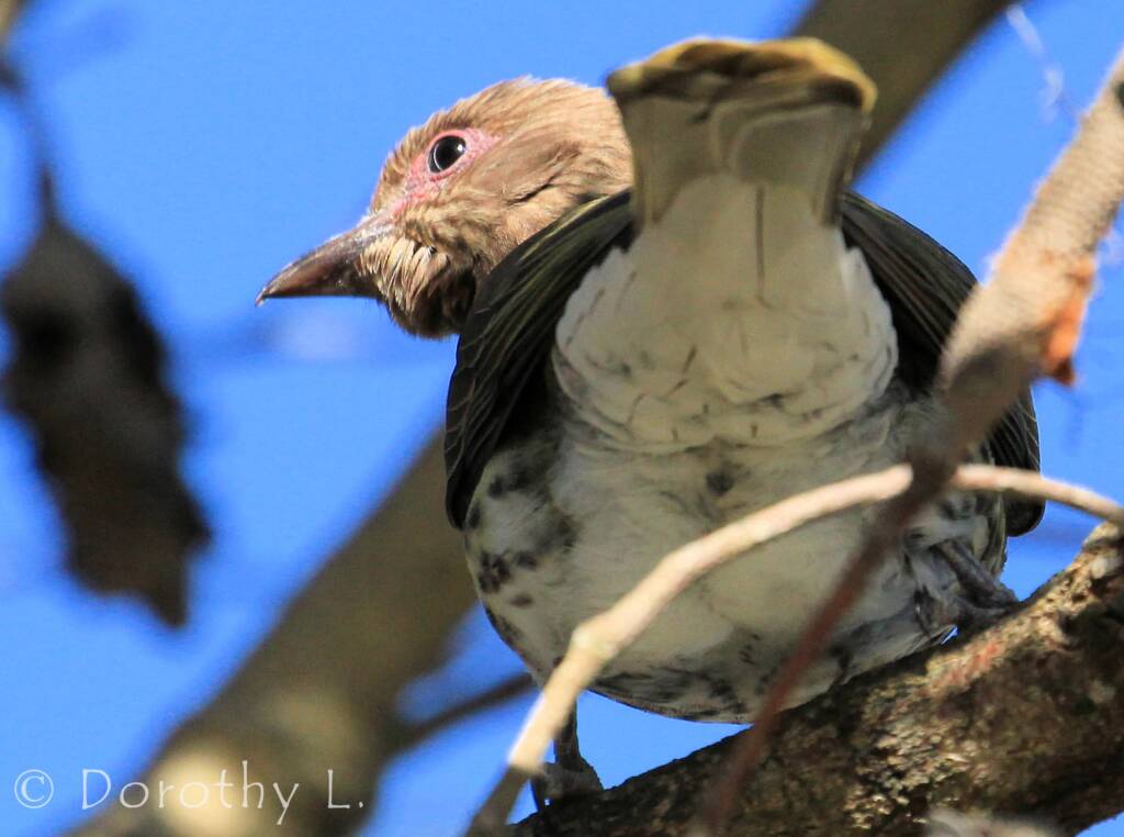Australasian Figbird (Sphecotheres vieilloti)