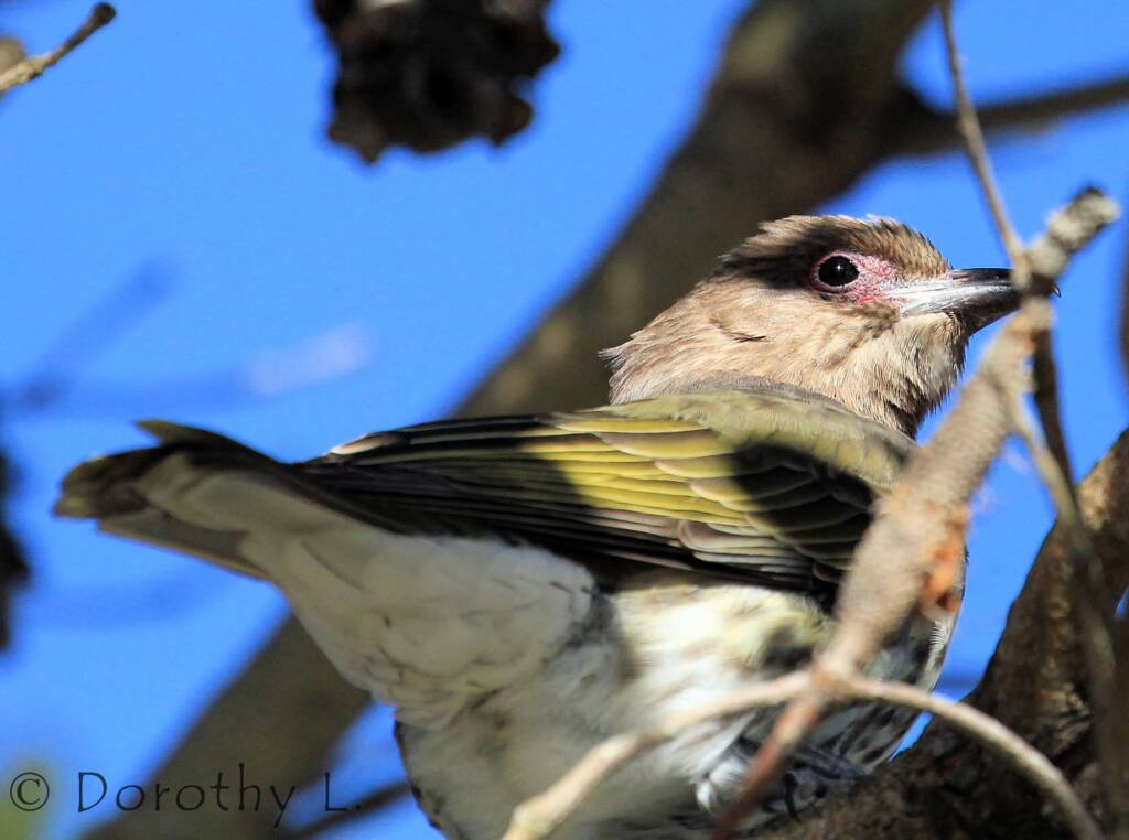 Australasian Figbird (Sphecotheres vieilloti)
