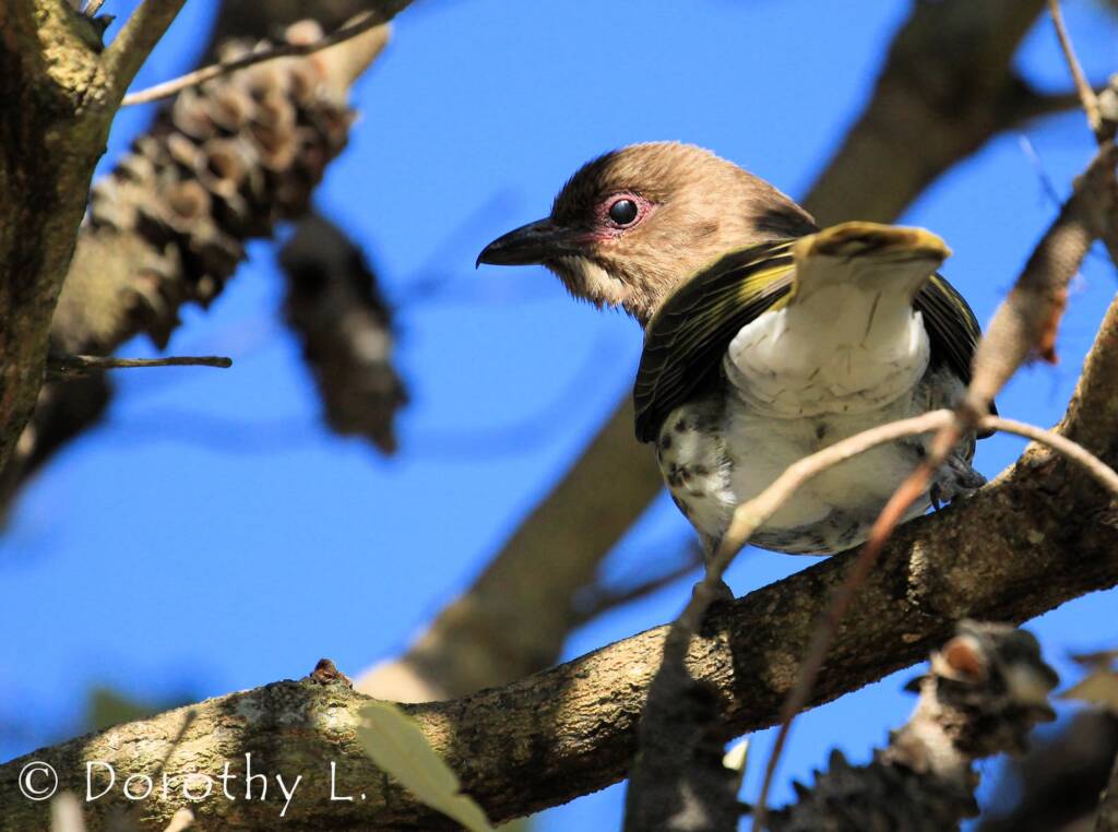 Australasian Figbird (Sphecotheres vieilloti)