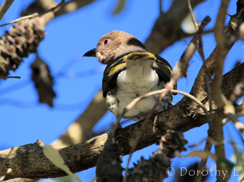 Australasian Figbird (Sphecotheres vieilloti)
