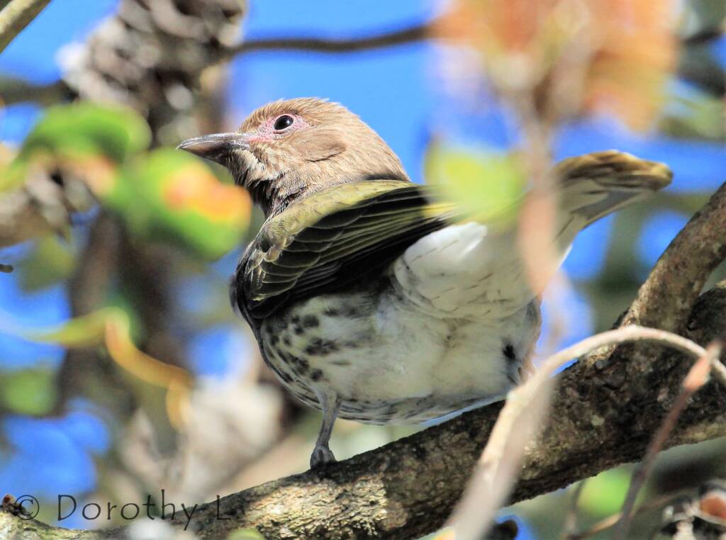 Australasian Figbird (Sphecotheres vieilloti)