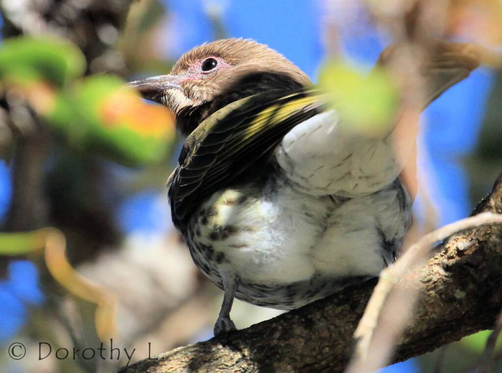 Australasian Figbird (Sphecotheres vieilloti)