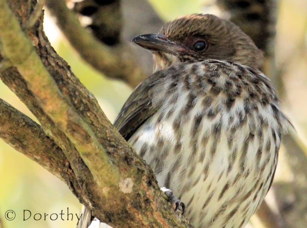 Australasian Figbird (Sphecotheres vieilloti)