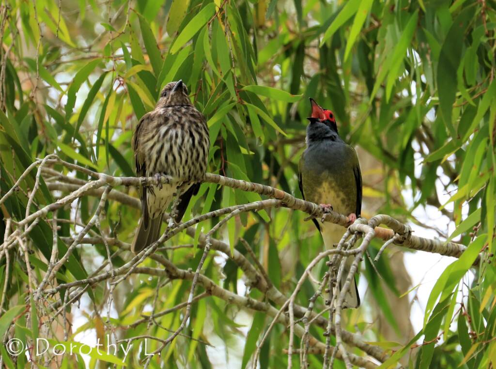 Australasian Figbird (Sphecotheres vieilloti)