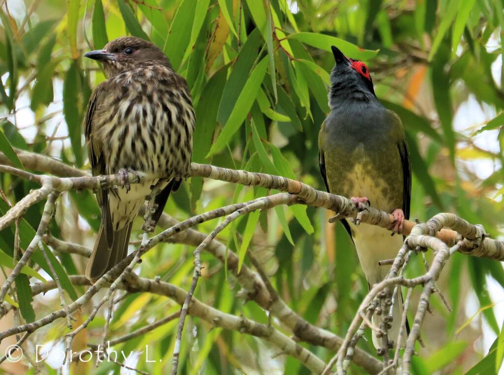 Australasian Figbird (Sphecotheres vieilloti)