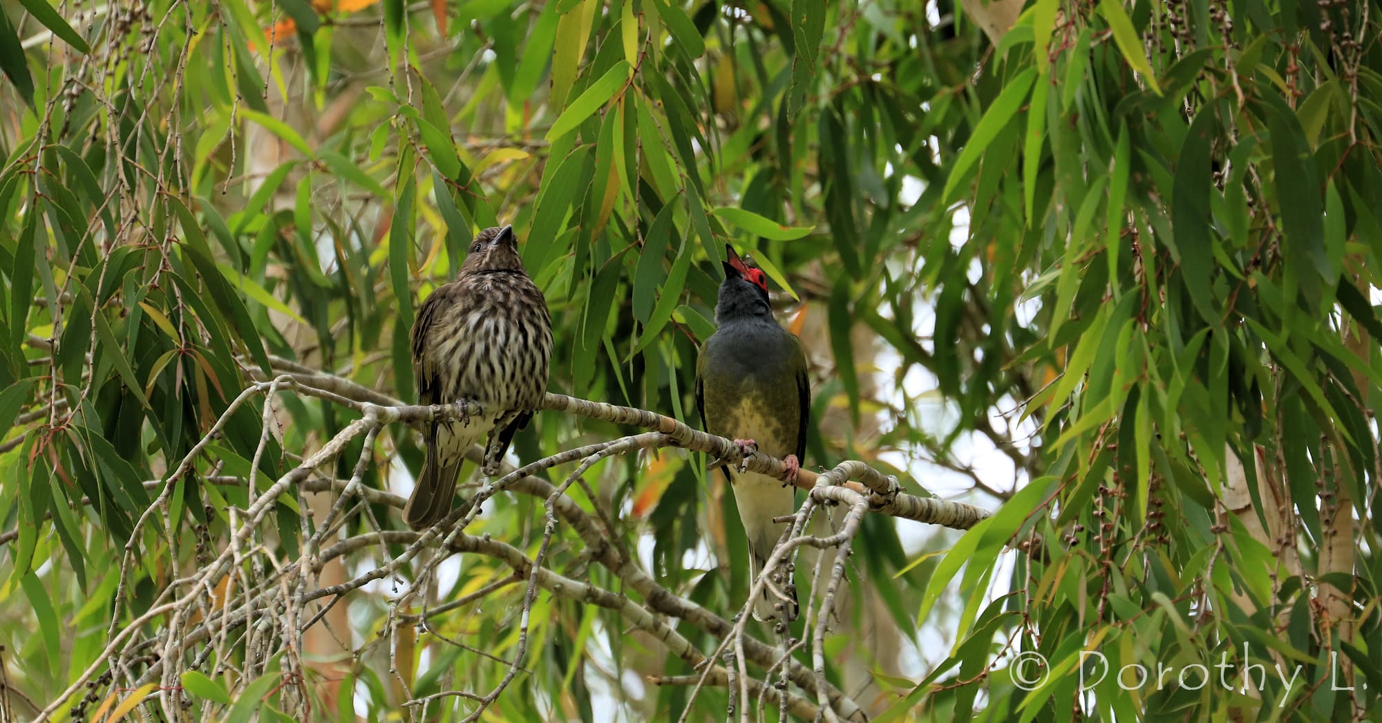 Australasian Figbird (Sphecotheres vieilloti)