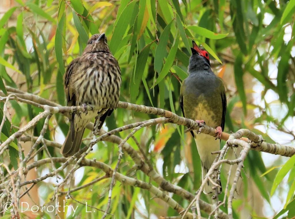 Australasian Figbird (Sphecotheres vieilloti)