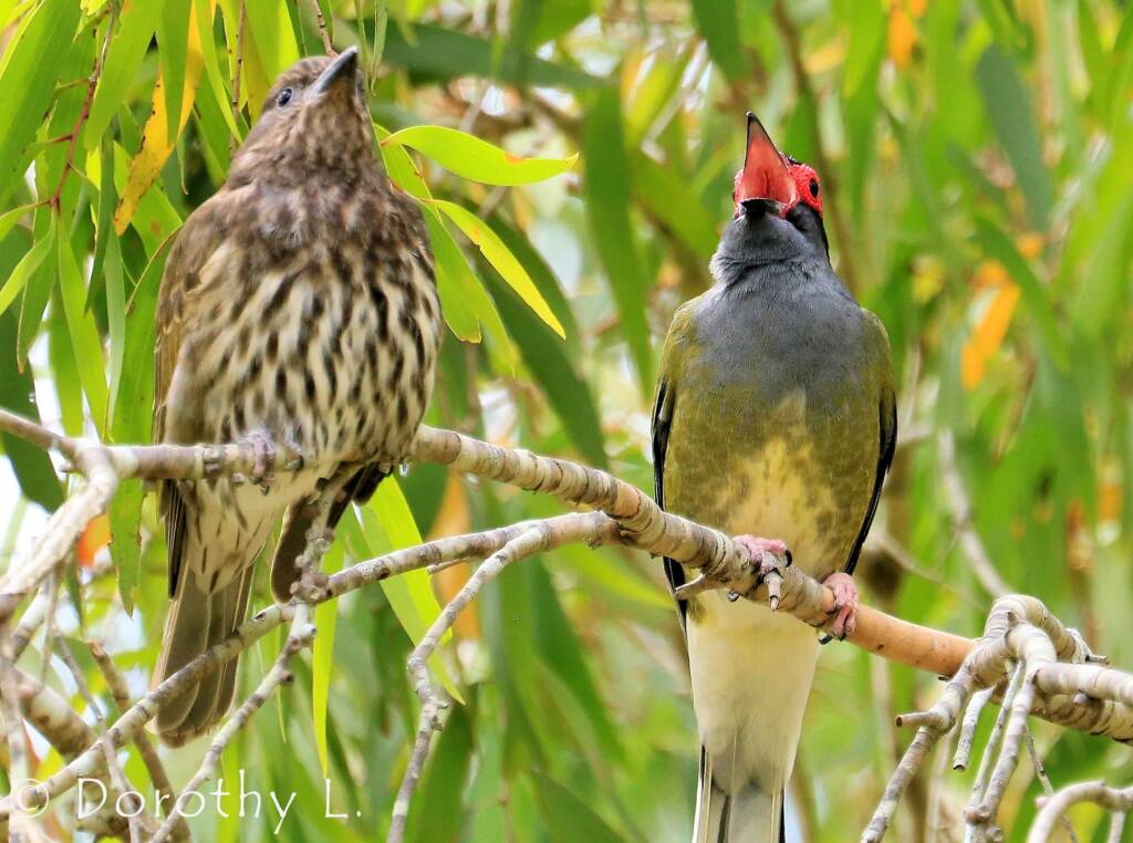 Australasian Figbird (Sphecotheres vieilloti)