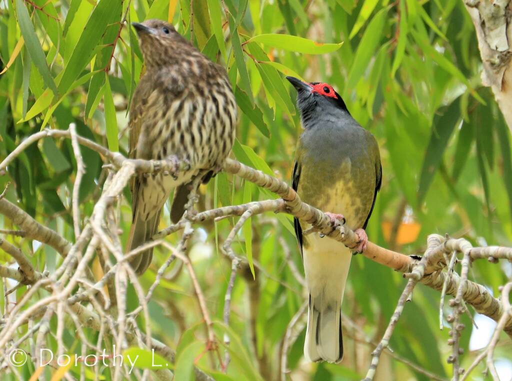 Australasian Figbird (Sphecotheres vieilloti)