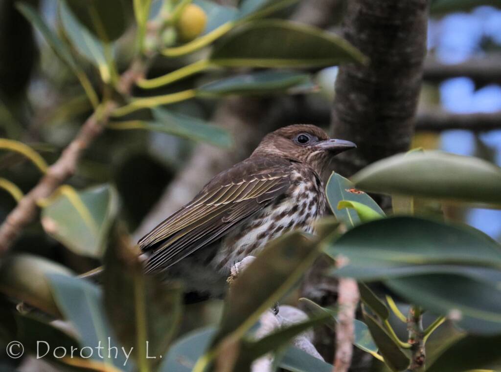 Australasian Figbird (Sphecotheres vieilloti)