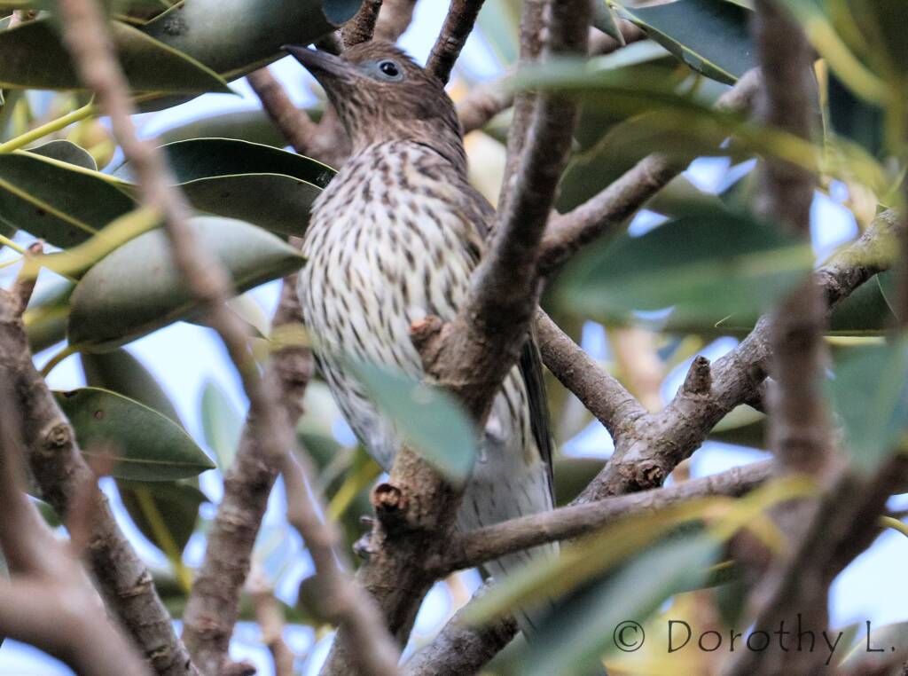 Australasian Figbird (Sphecotheres vieilloti)