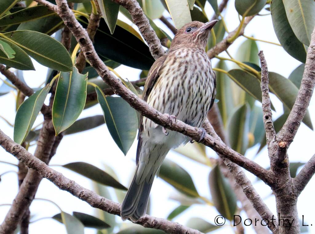 Australasian Figbird (Sphecotheres vieilloti)