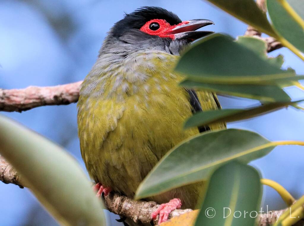 Australasian Figbird (Sphecotheres vieilloti)