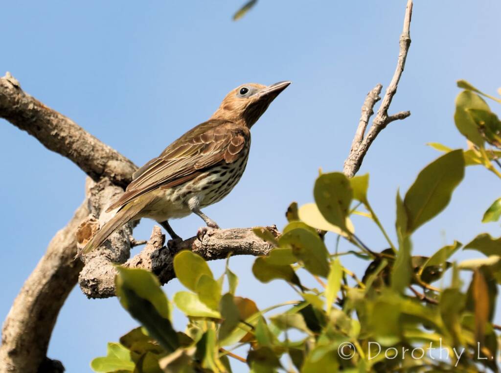 Australasian Figbird (Sphecotheres vieilloti)