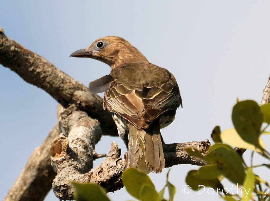 Australasian Figbird (Sphecotheres vieilloti)