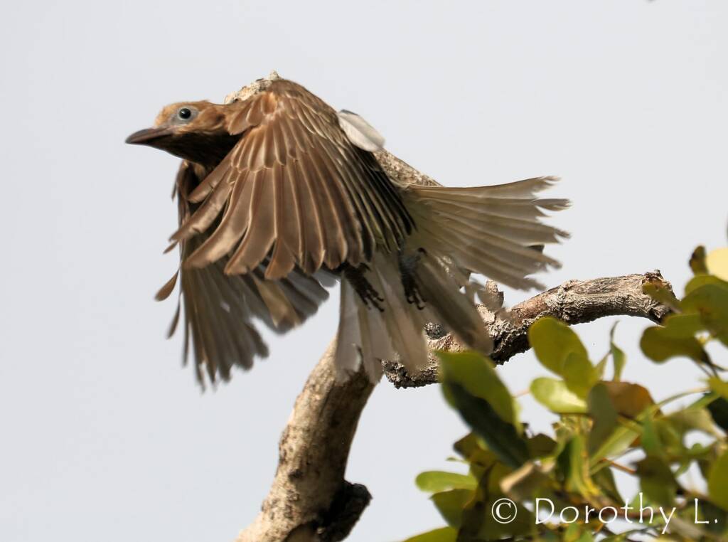 Australasian Figbird (Sphecotheres vieilloti)
