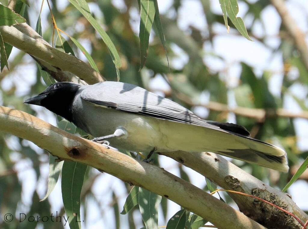 Black-faced Cuckooshrike (Coracina novaehollandiae)