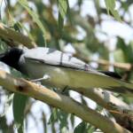 Black-faced Cuckooshrike (Coracina novaehollandiae)