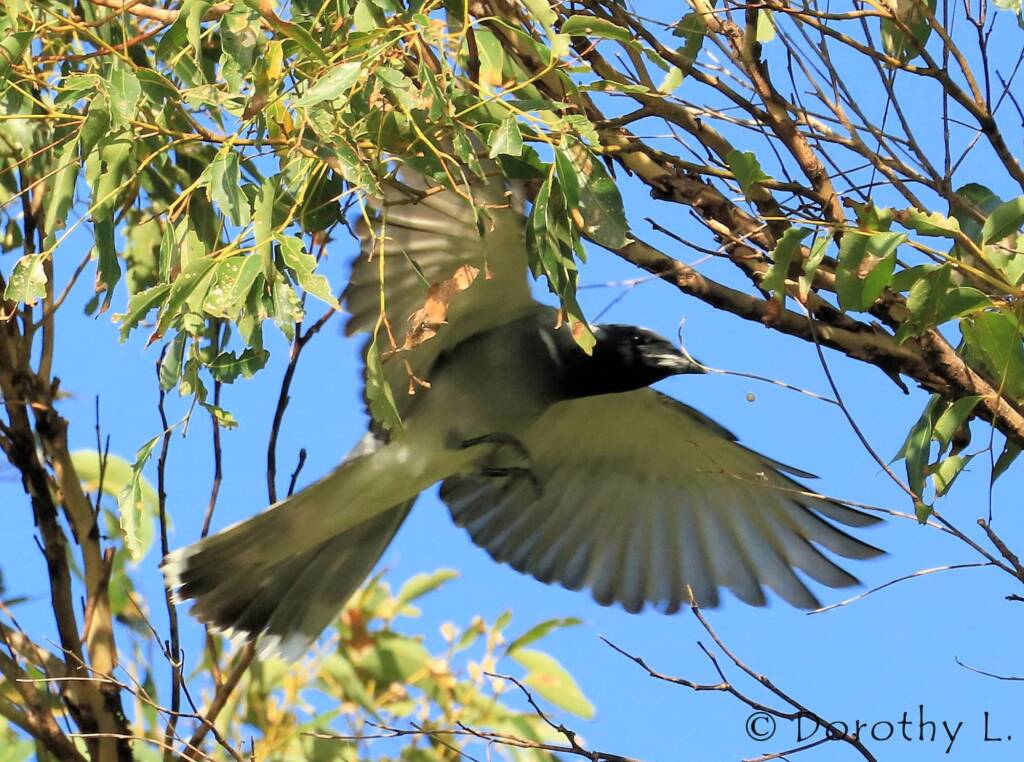 Black-faced Cuckooshrike (Coracina novaehollandiae)