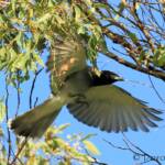 Black-faced Cuckooshrike (Coracina novaehollandiae)