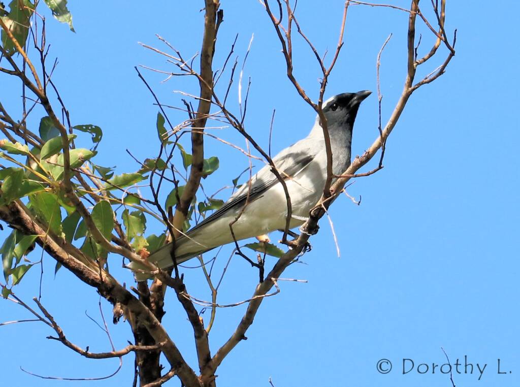 Black-faced Cuckooshrike (Coracina novaehollandiae)