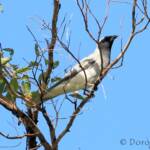 Black-faced Cuckooshrike (Coracina novaehollandiae)