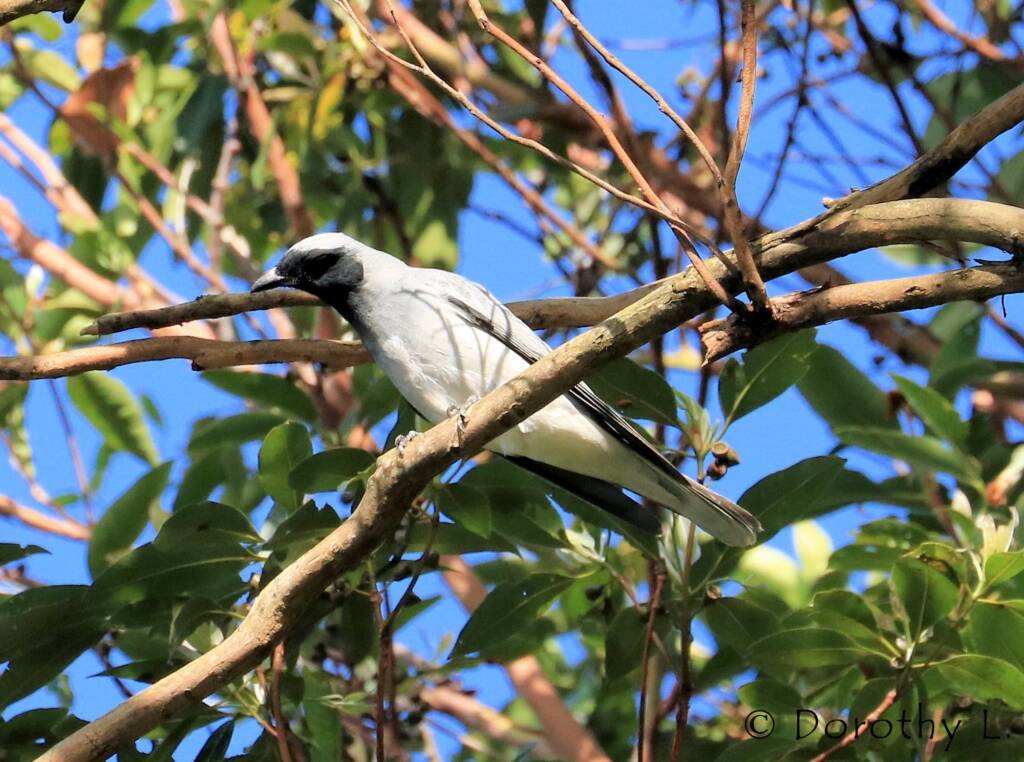 Black-faced Cuckooshrike (Coracina novaehollandiae)
