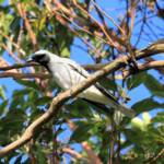 Black-faced Cuckooshrike (Coracina novaehollandiae)