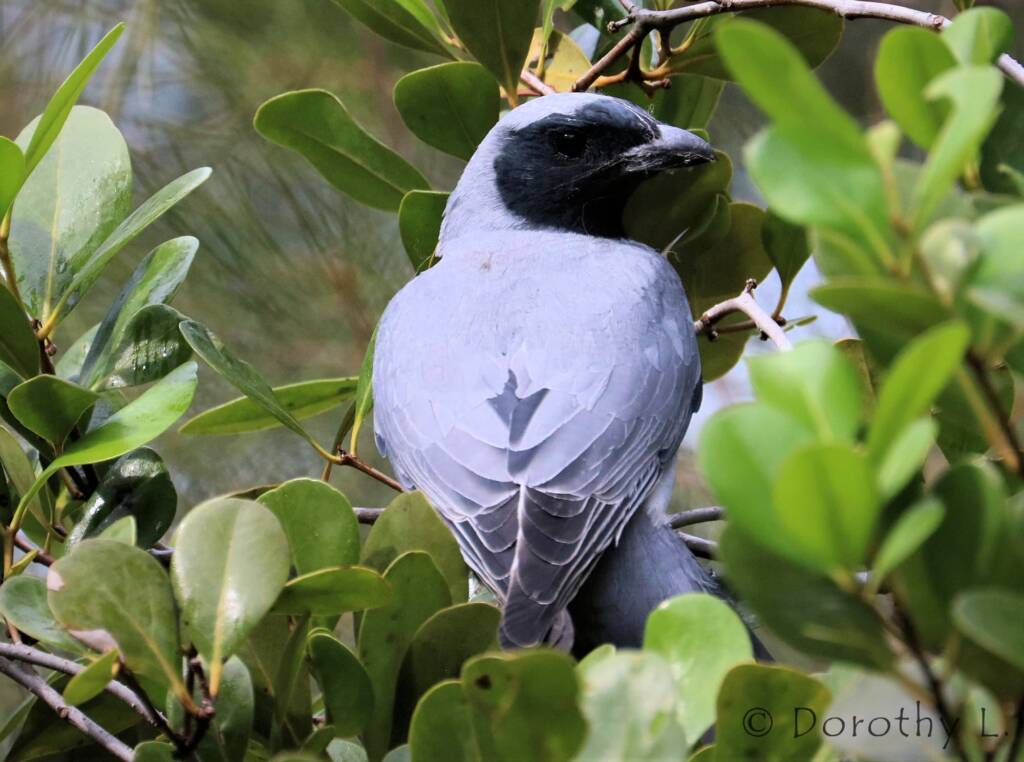 Black-faced Cuckooshrike (Coracina novaehollandiae)