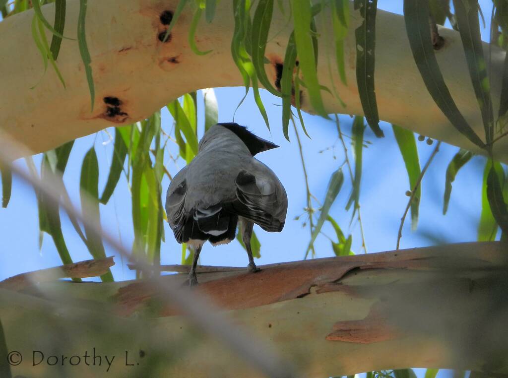 Black-faced Cuckooshrike (Coracina novaehollandiae)