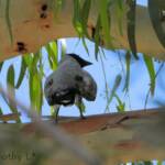 Black-faced Cuckooshrike (Coracina novaehollandiae)
