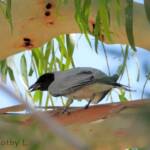 Black-faced Cuckooshrike (Coracina novaehollandiae)