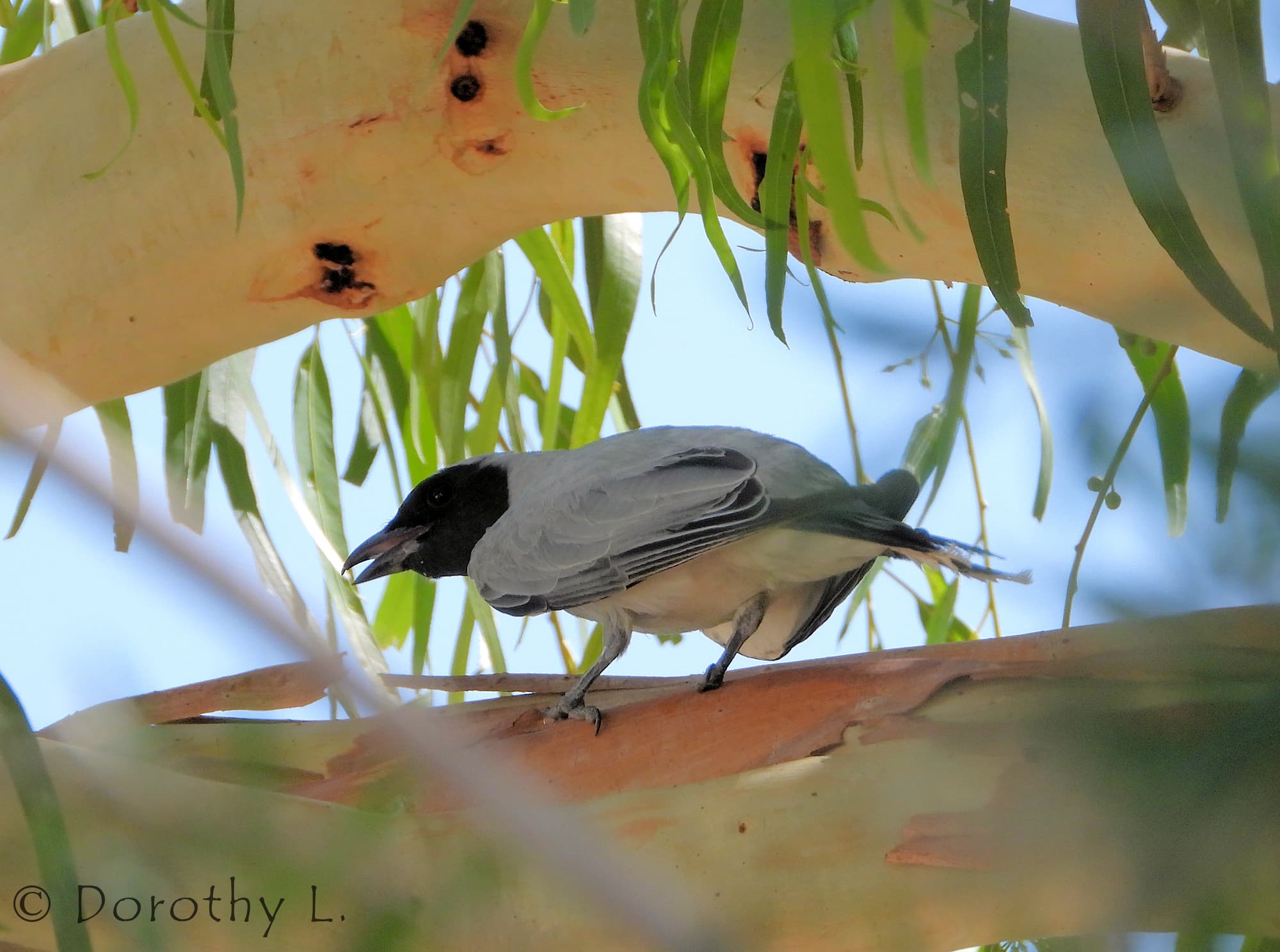 Black-faced Cuckooshrike (Coracina novaehollandiae)