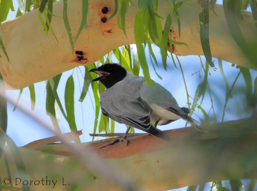 Black-faced Cuckooshrike (Coracina novaehollandiae)