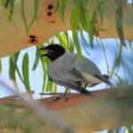 Black-faced Cuckooshrike (Coracina novaehollandiae)