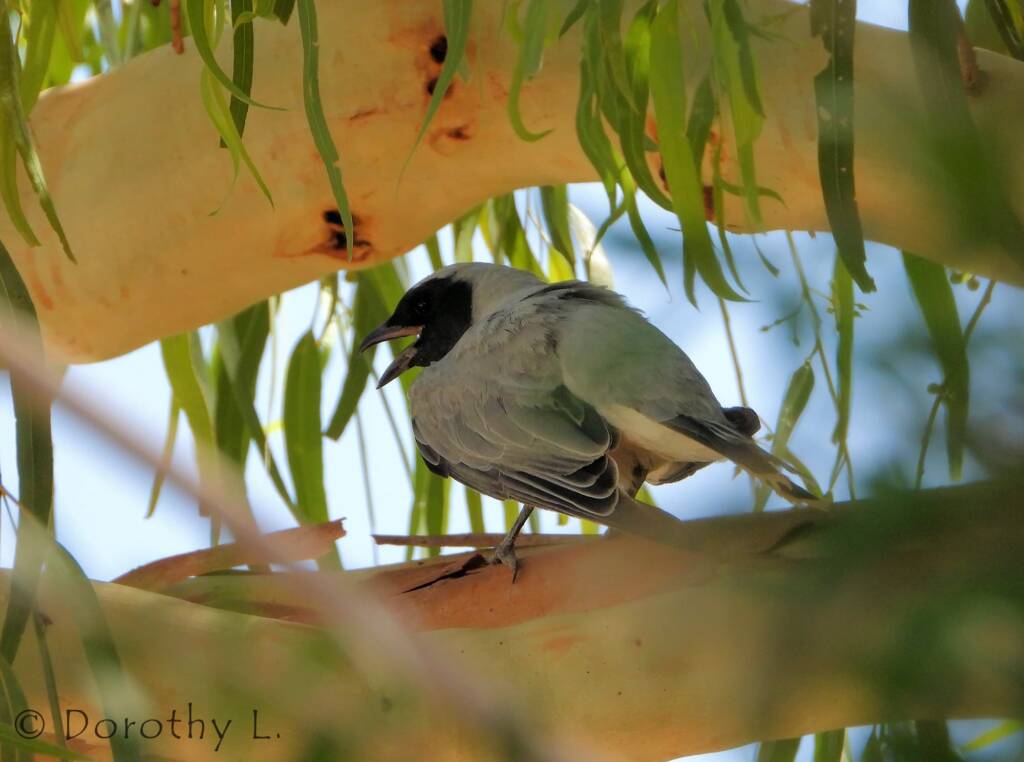 Black-faced Cuckooshrike (Coracina novaehollandiae)