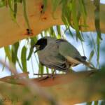Black-faced Cuckooshrike (Coracina novaehollandiae)