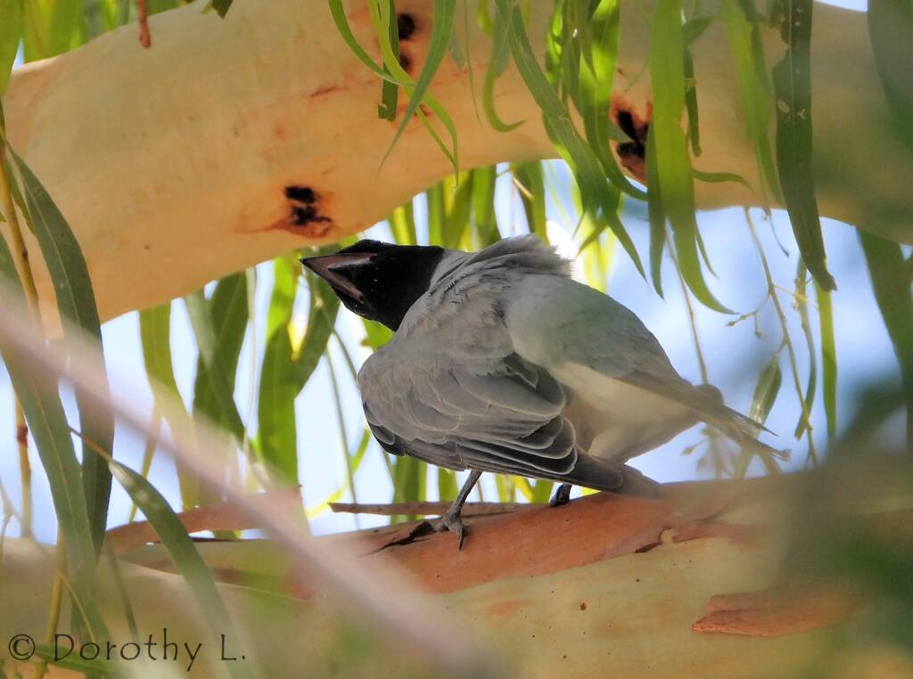 Black-faced Cuckooshrike (Coracina novaehollandiae)