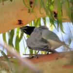 Black-faced Cuckooshrike (Coracina novaehollandiae)