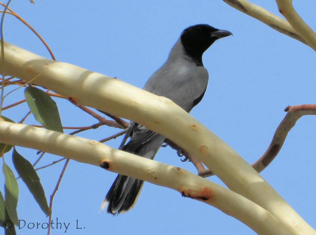 Black-faced Cuckooshrike (Coracina novaehollandiae)
