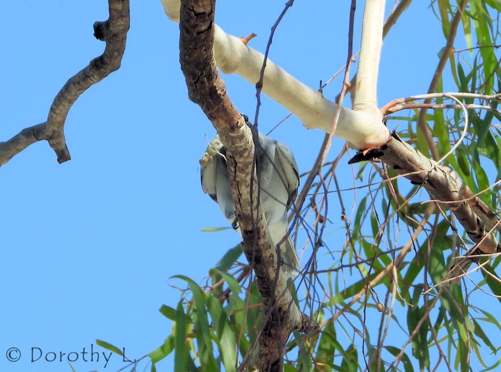 Black-faced Cuckooshrike (Coracina novaehollandiae)