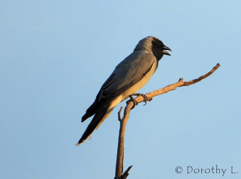 Black-faced Cuckooshrike (Coracina novaehollandiae)