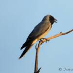 Black-faced Cuckooshrike (Coracina novaehollandiae)
