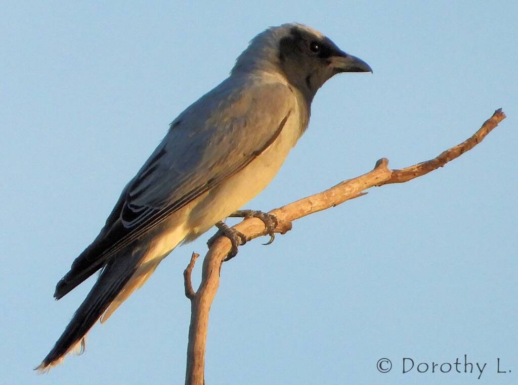 Black-faced Cuckooshrike (Coracina novaehollandiae)
