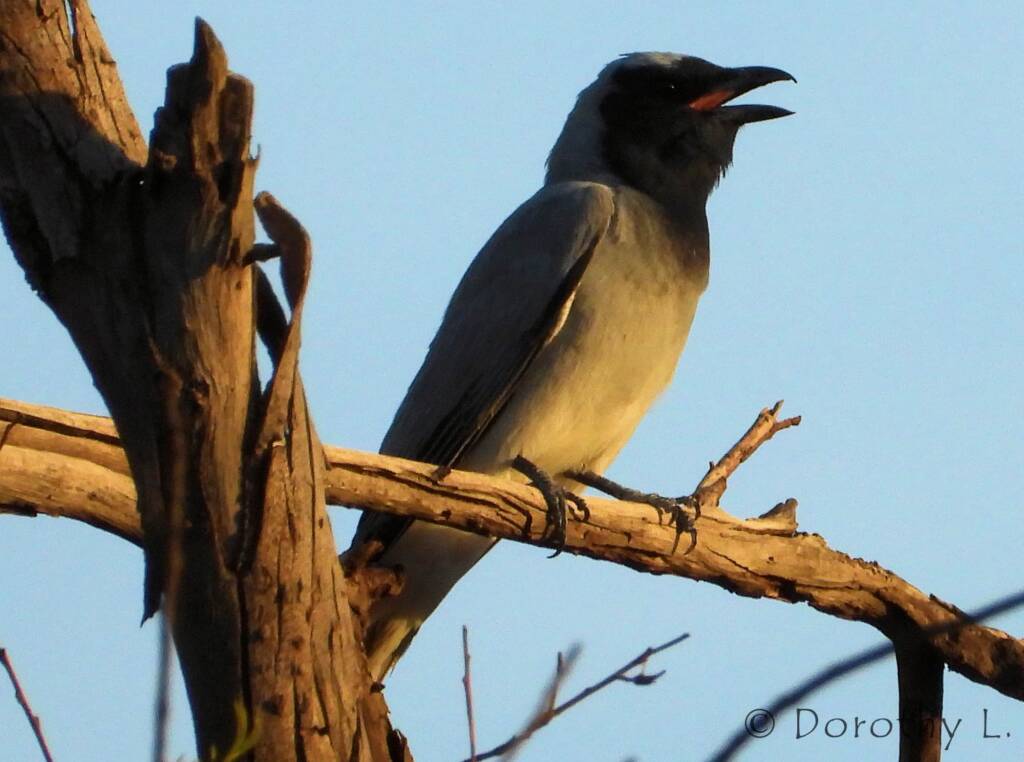 Black-faced Cuckooshrike (Coracina novaehollandiae)